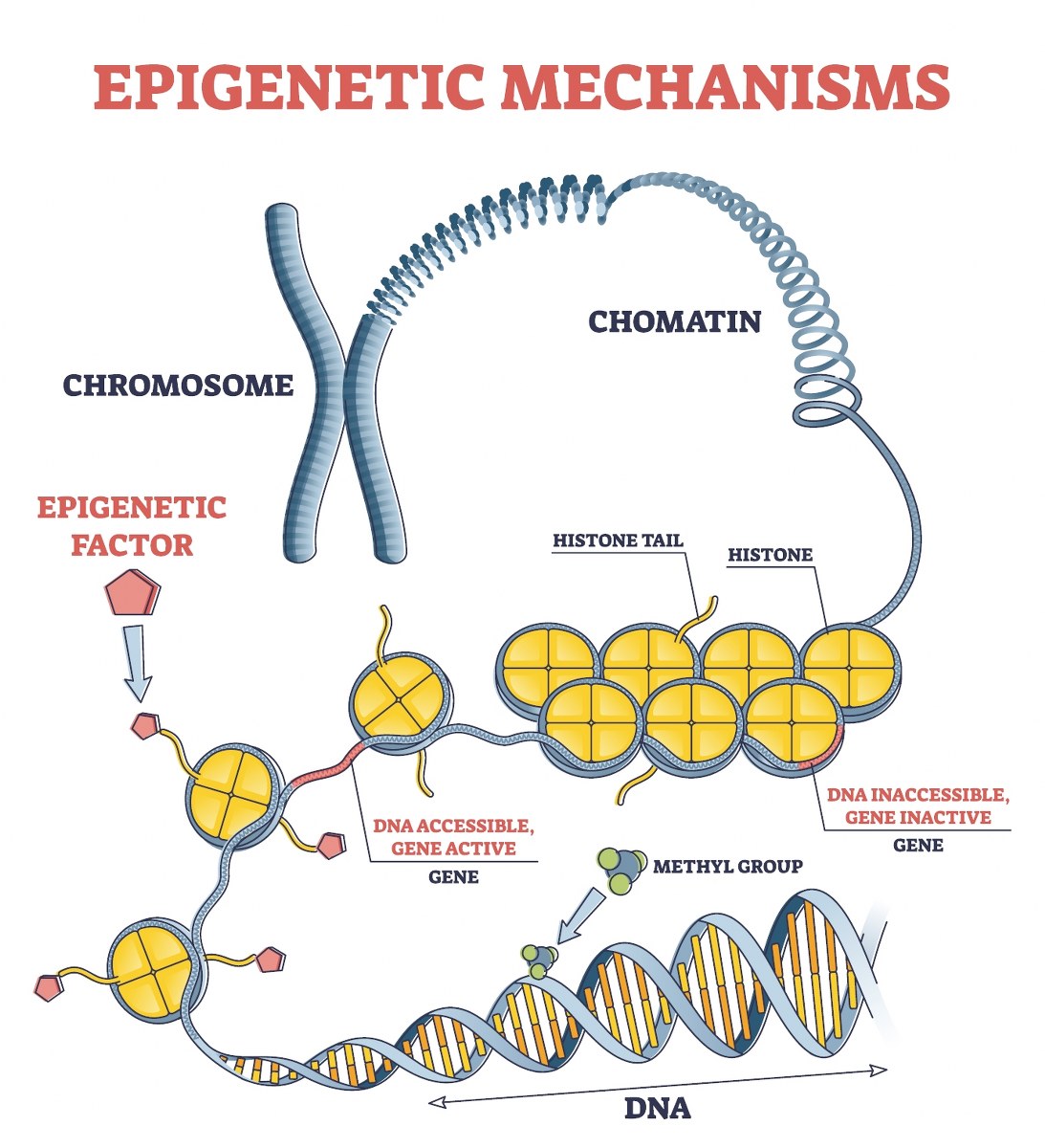 epigenetic organizaiton epigenome histones methylation_1093x1200