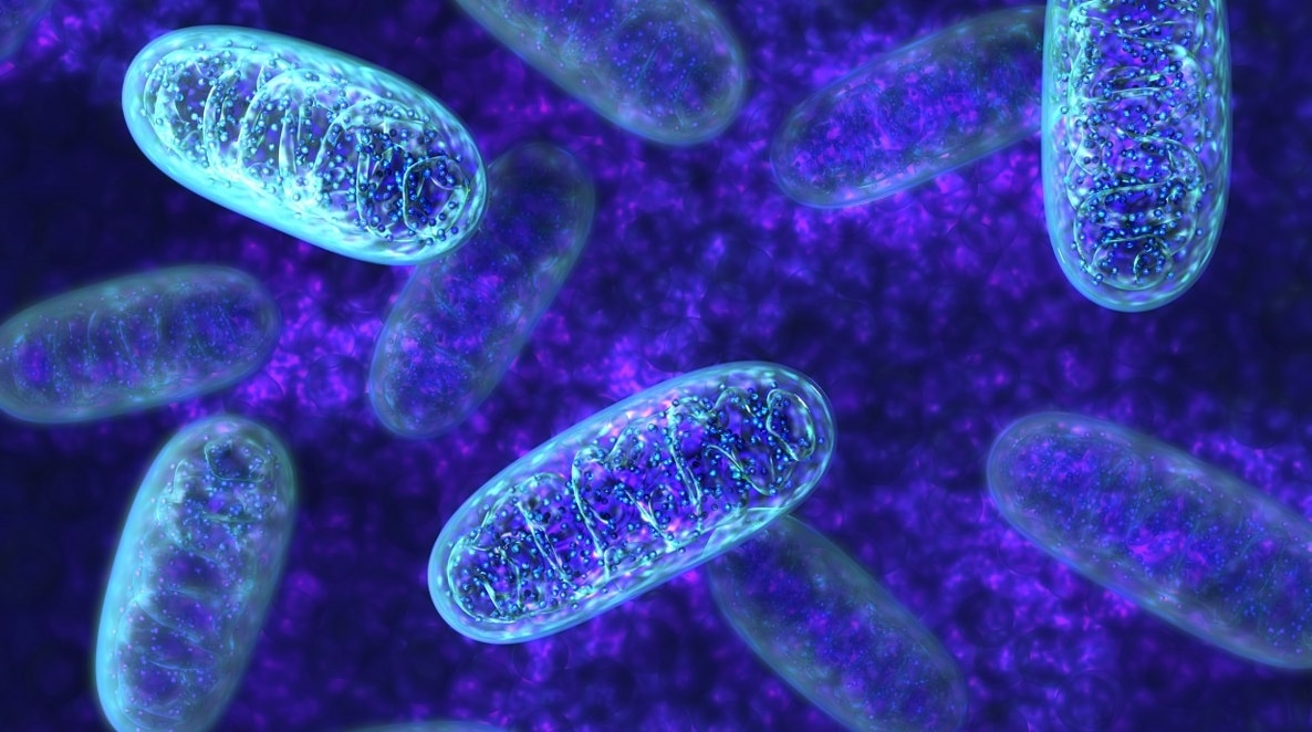 mitochondria rectangular